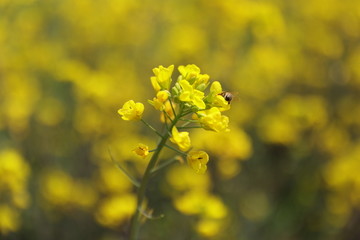 油菜花蜜