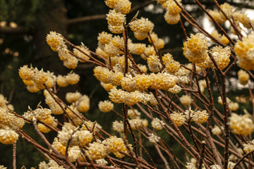 浓郁香气金黄色结香花