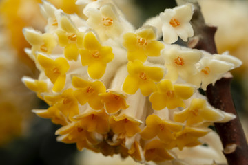 结香花微距近摄特写