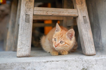 宏村的小猫