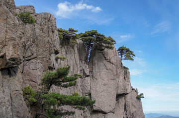 黄山松