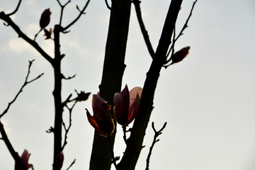 玉兰花枝