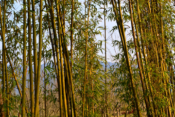 竹林风景