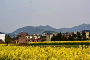 乡村油菜花海