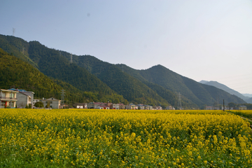 乡村油菜花海