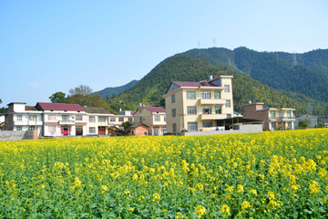 乡村油菜花海