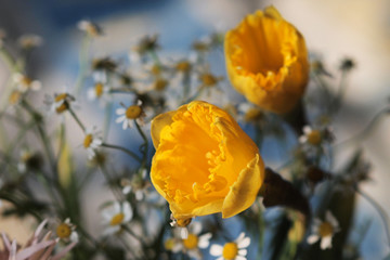 进口水仙花