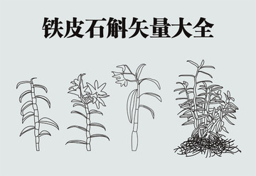 鐵皮石斛矢量