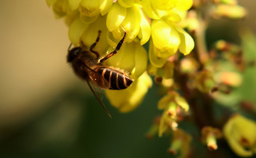 蜜蜂采花