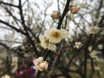 萝岗梅花