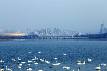 三门峡天鹅湖