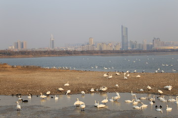 三门峡天鹅湖