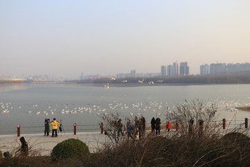 三门峡天鹅湖