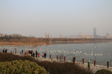 三门峡天鹅湖