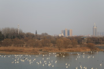 三门峡天鹅湖