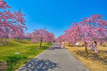 浪漫樱花路