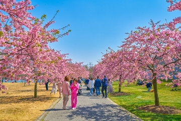 樱花大道