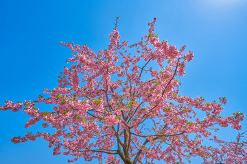 浪漫樱花树