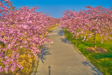 樱花路