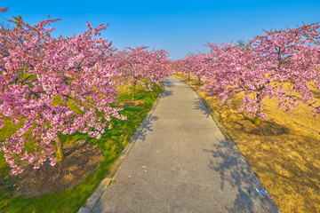 樱花路