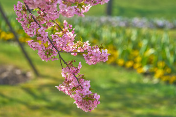 樱花枝