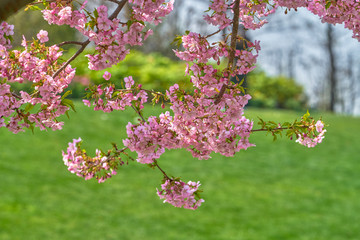 樱花枝