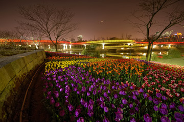 金华燕尾洲郁金香夜景