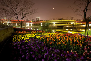 金华燕尾洲郁金香夜景