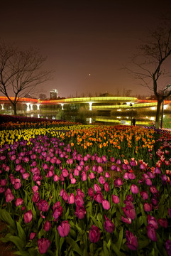 金华燕尾洲郁金香夜景