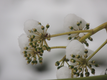 雪