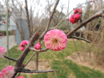 梅花