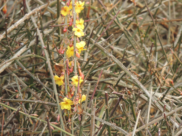 迎春花