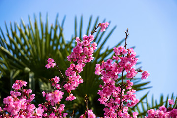 樱花