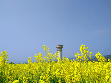 油菜花