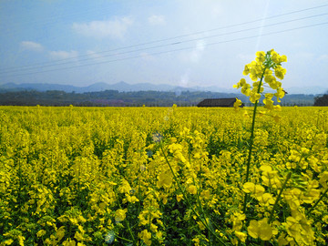 油菜花