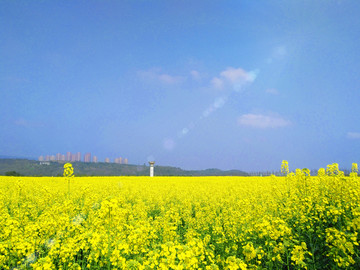 油菜花