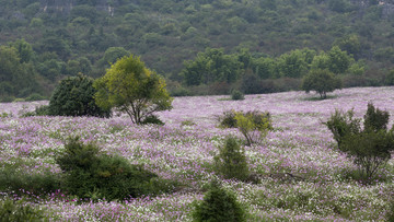 乃古石林风景区