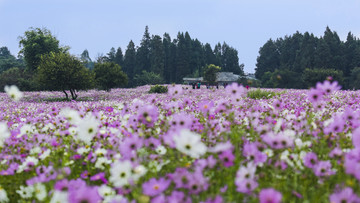 乃古石林风景区