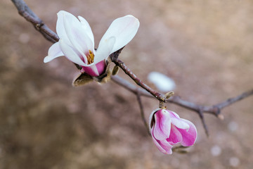 玉兰花