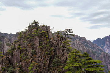 黄山松