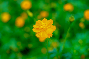 花花草草