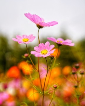 格桑花