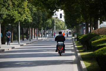 城市道路绿化