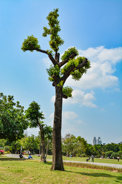 公园一棵树