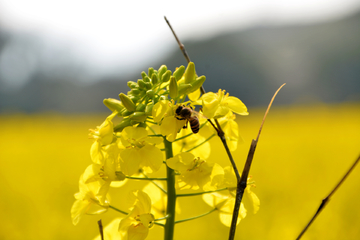 蜜蜂采油菜花