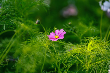 枚红色的花朵