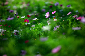 草地上的花朵绿野仙踪