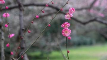 梅花开放