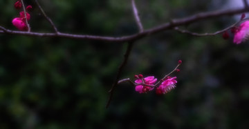 梅花素材