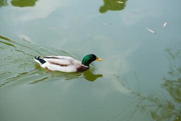 湖中的野鸭